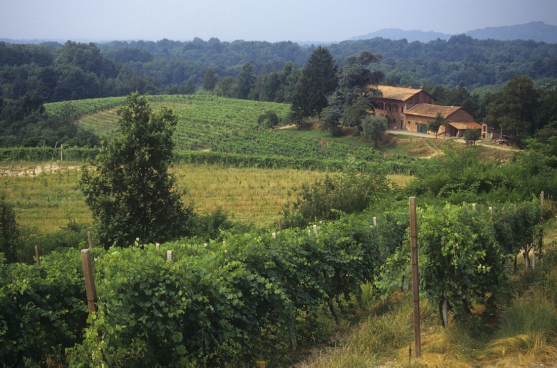 Vineyard near the commune of Boca, Novara, Piedmont, Italy
