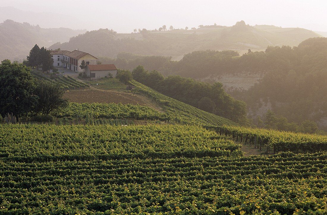 Landscape of vines near Asti, Piedmont, Italy