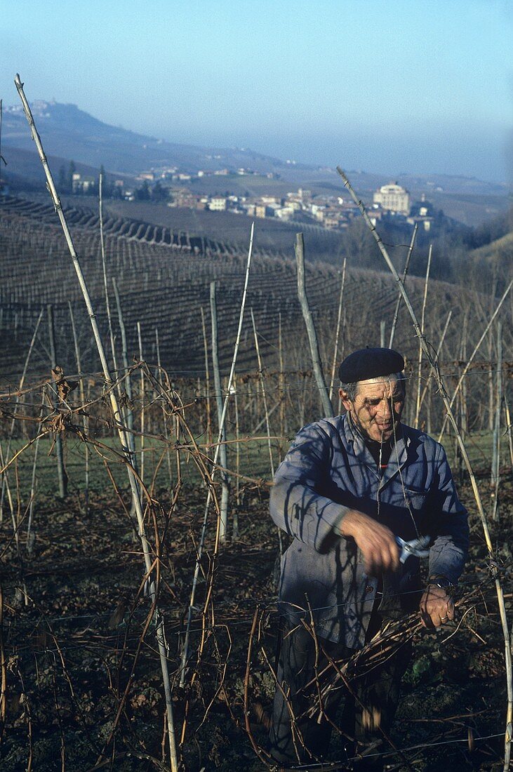 Arbeiten im Weinberg, Barolo, Piemonte, Italien