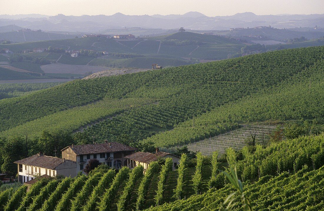 Das Weinanbaugebiet Barolo, Piemonte, Italien