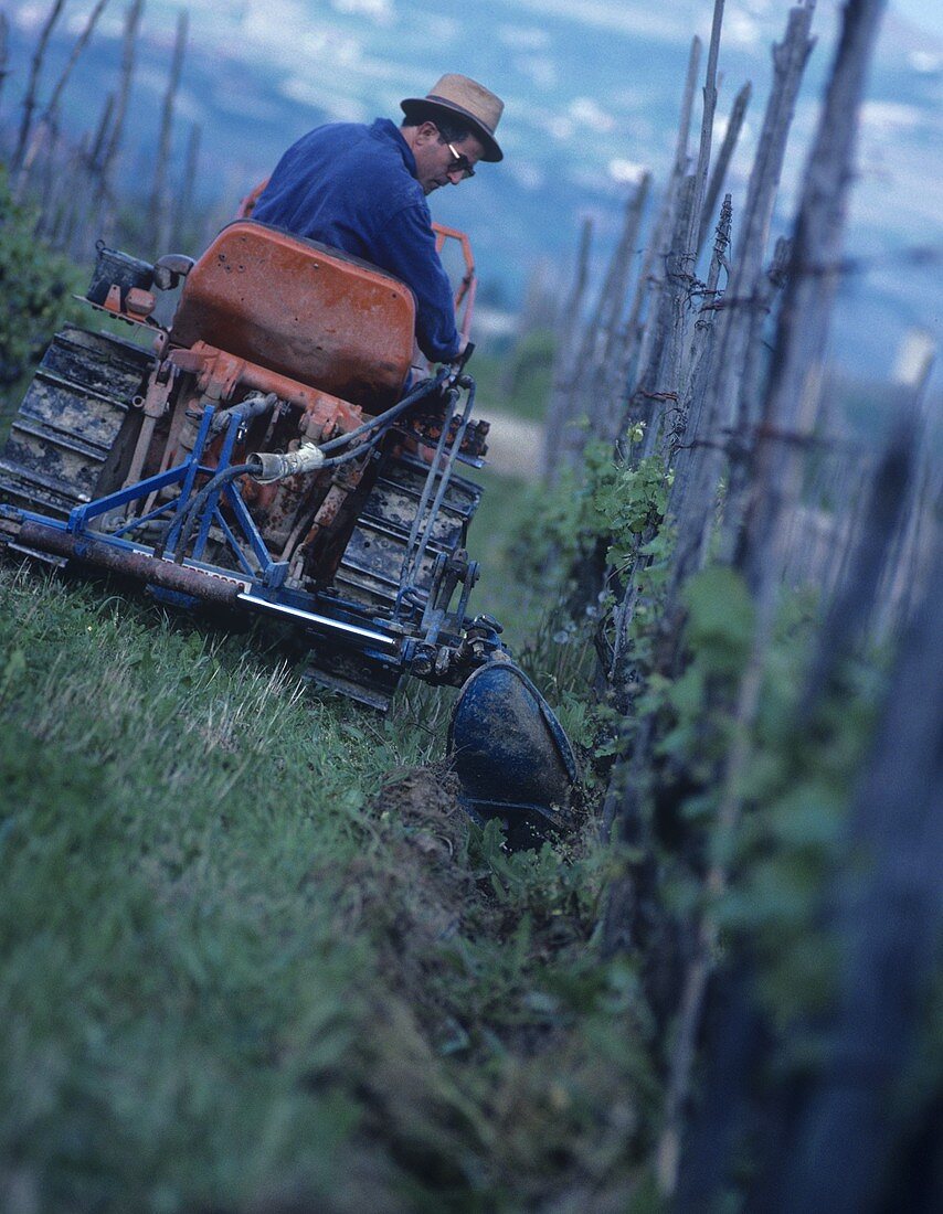 Tilling the soil, Elio Altare, La Morra, Piedmont, Italy