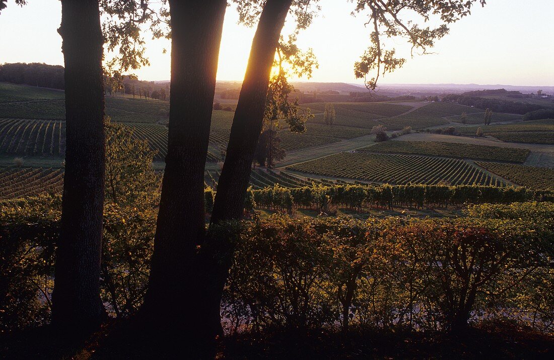 Weinberg des Chateaus Belingard,