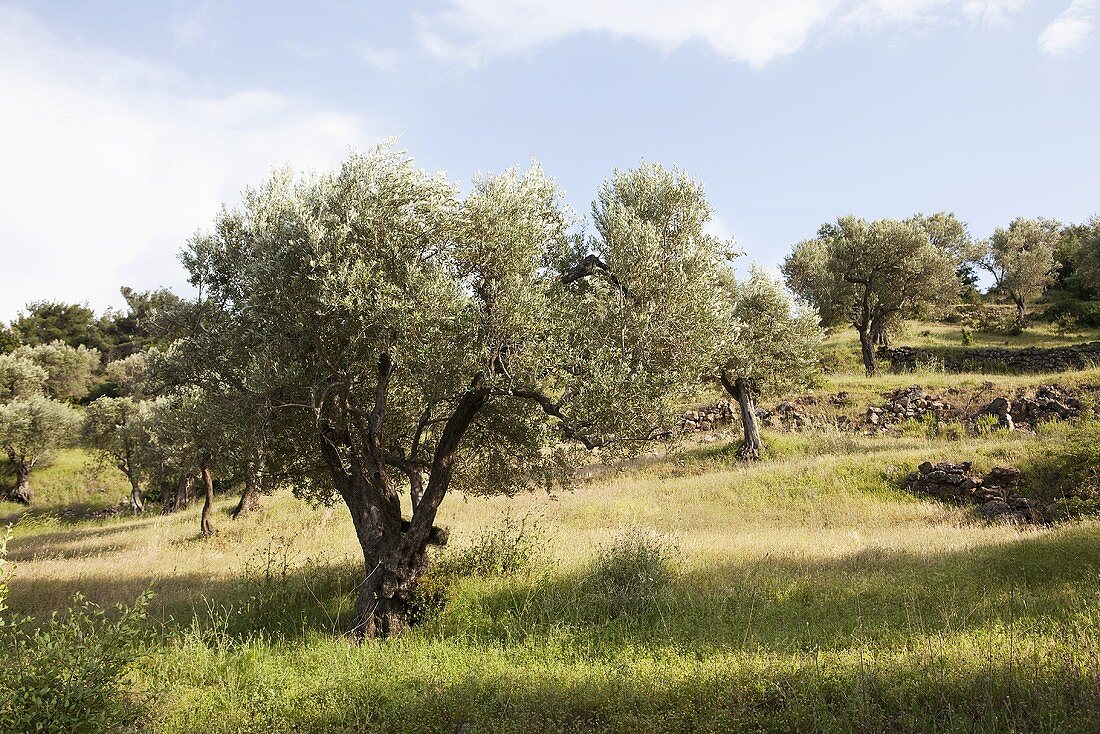 Olive trees