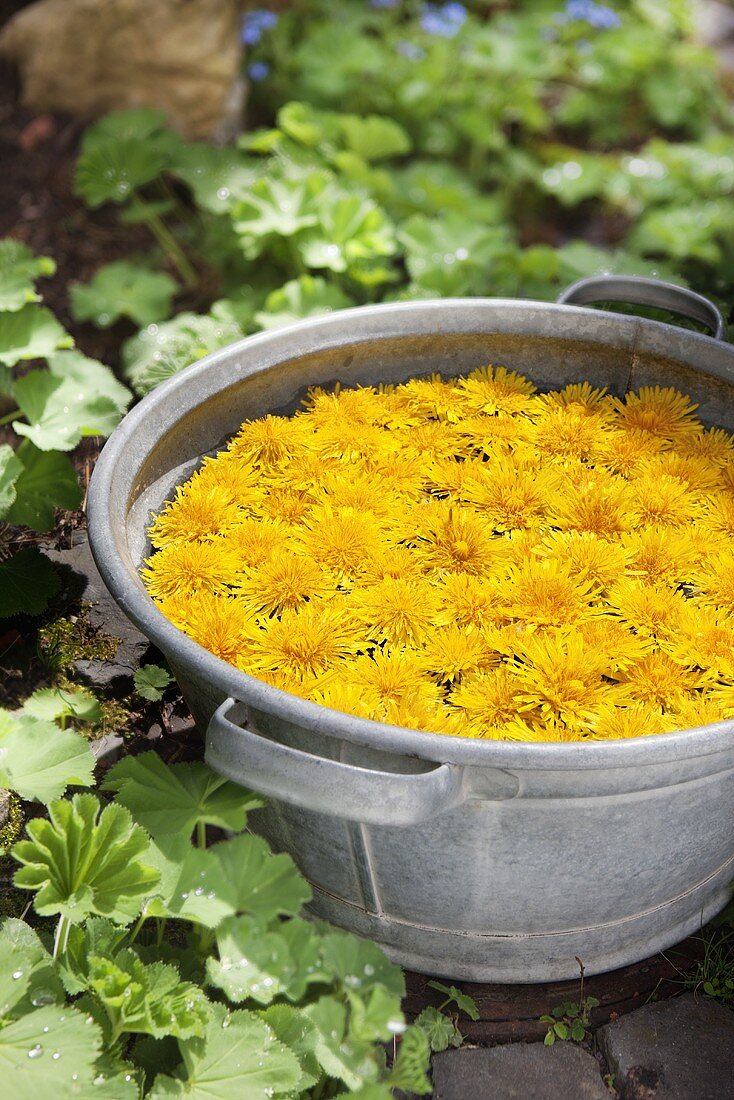 Löwenzahnblüten in Zinkwanne, daneben Frauenmantel