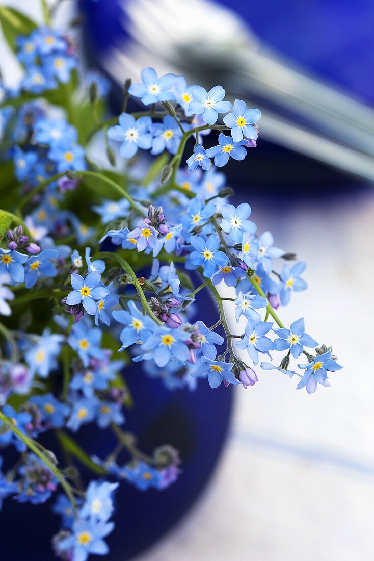 Forget-me-nots in vase on table