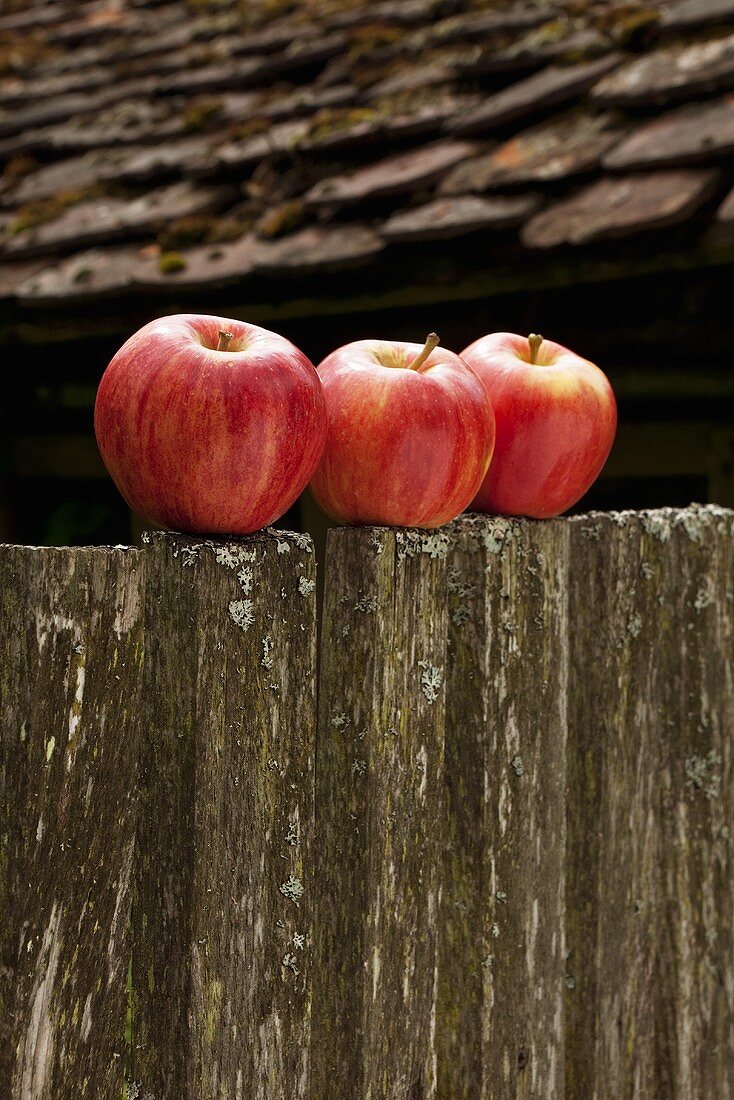 Drei rote Äpfel auf altem Holzzaun