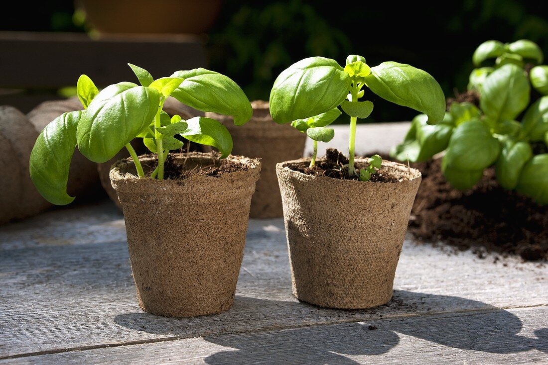 Basil plants in jiffy pots