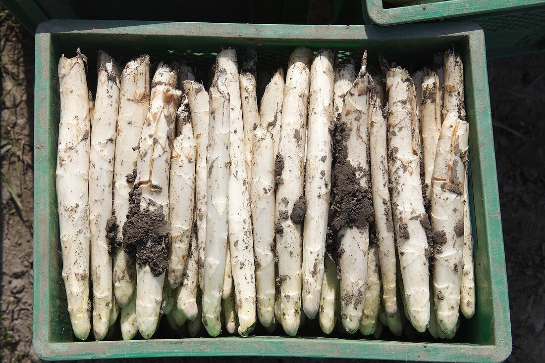 Freshly picked asparagus in a crate