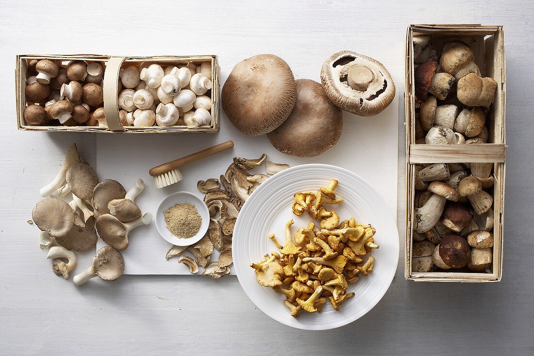 Still life with various edible mushrooms