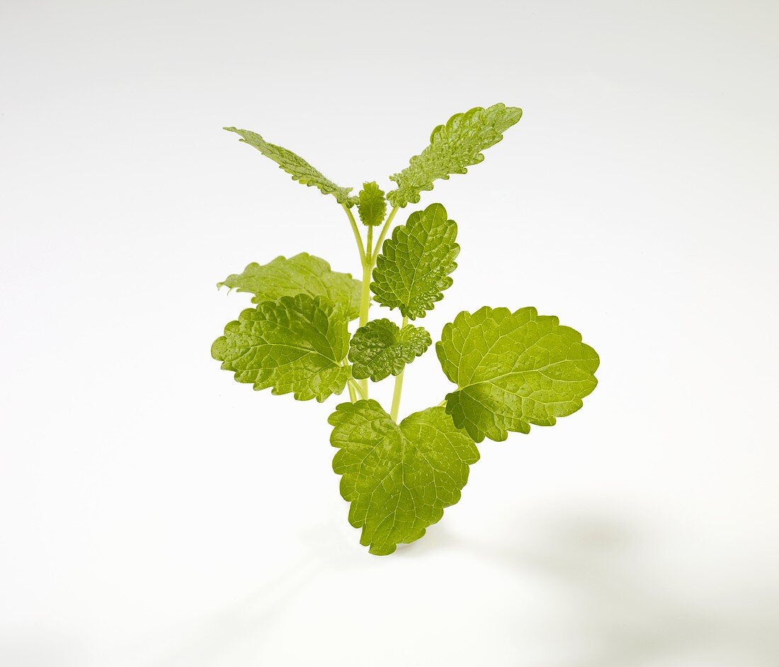 Lemon balm (Melissa officinalis)