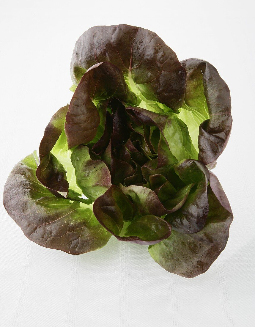 Batavia lettuce