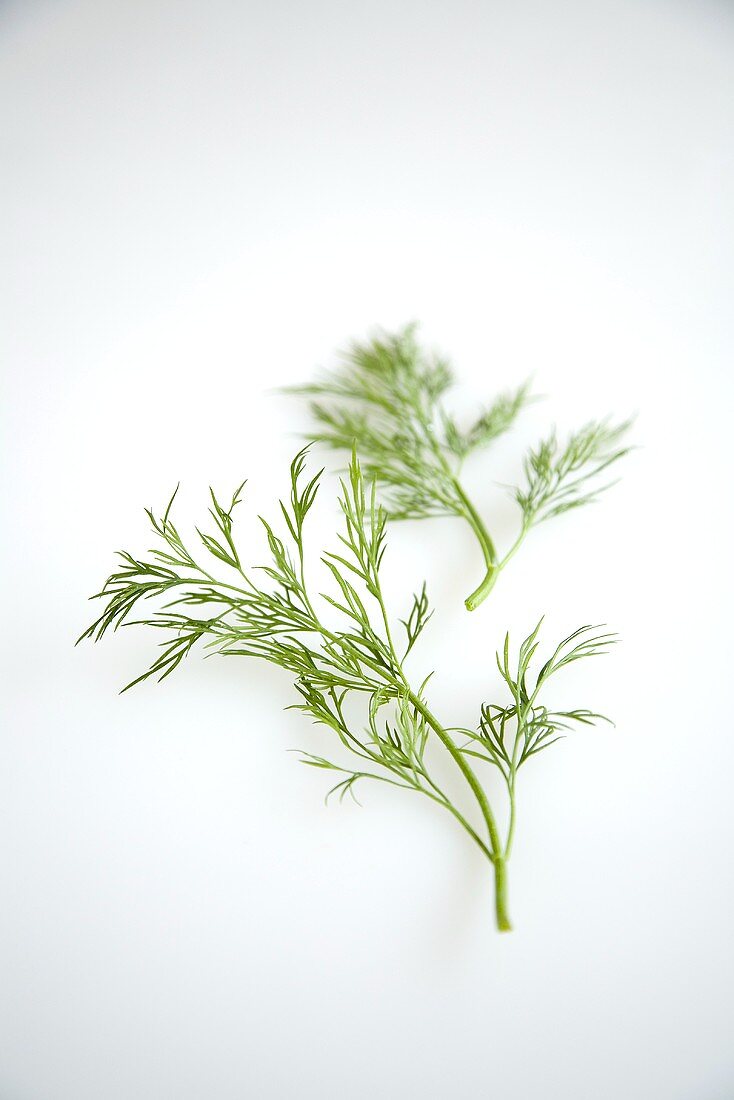 Dill