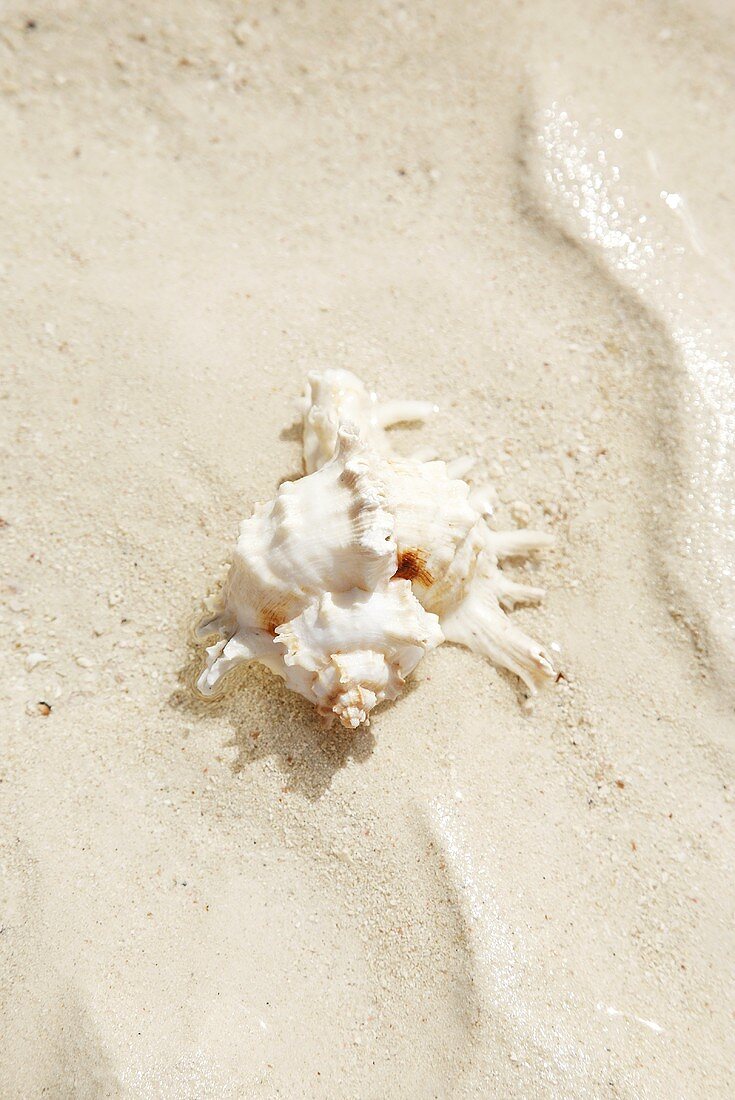 Muschelschale im Sand