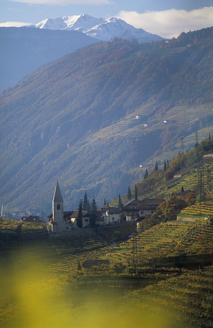 Weingebiet und Dorf St. Magdalena, Südtirol, Italien