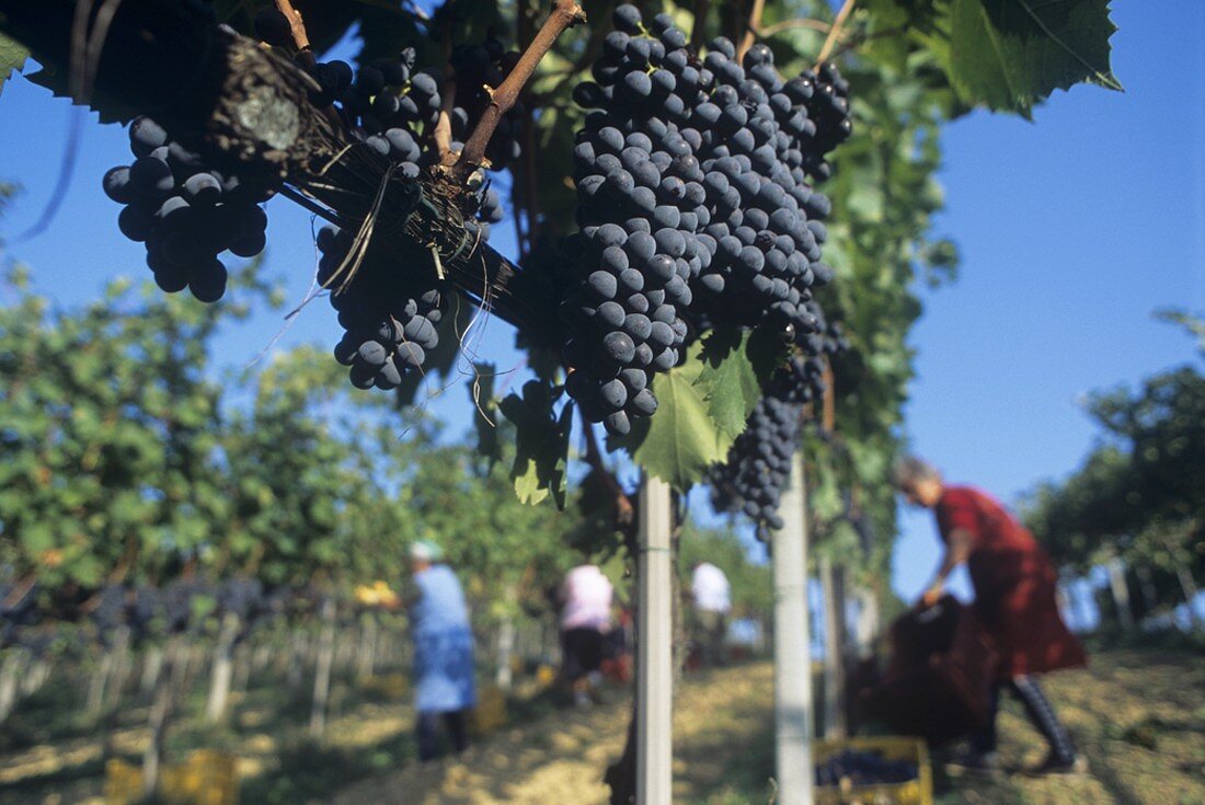 Picking Montepulciano grapes, Colli Terame, Masciarelli estate, Abruzzo, Italy