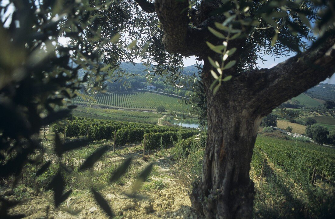 Rebberge des Weingutes Rocco Pasetti, Collecorvino, Abruzzen, Italien