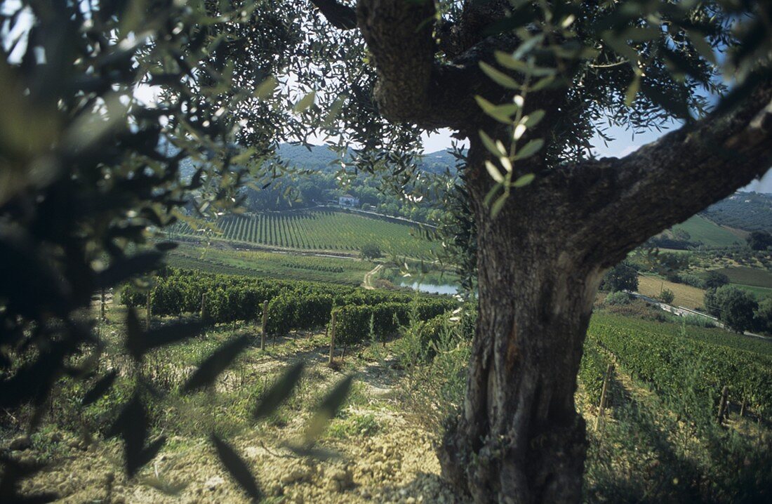 Vineyards of Rocco Pasetti estate, Collecorvino, Abruzzo, Italy