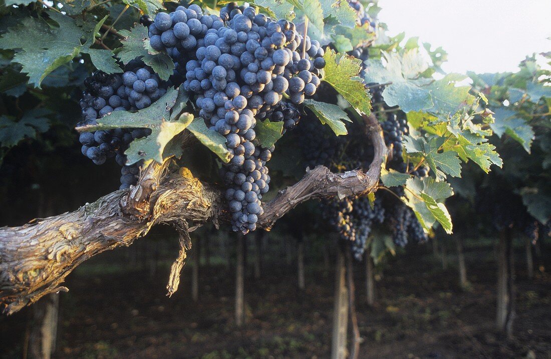 Montepulciano-Trauben auf Pergel, Abruzzen, Italien