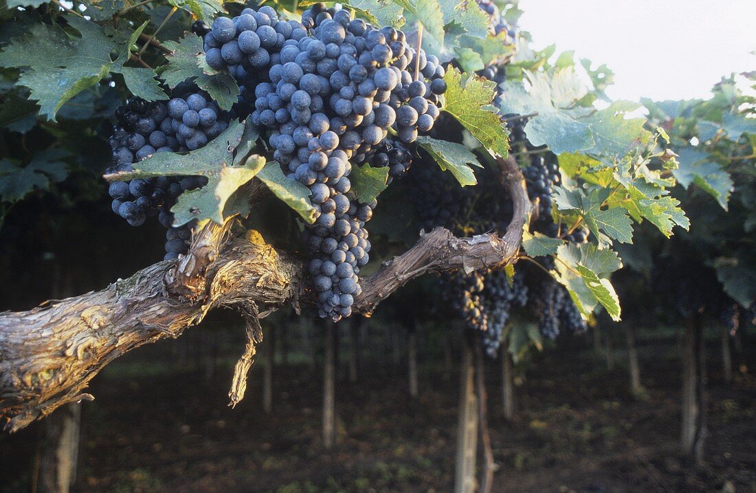 Montepulciano grapes on pergola, Abruzzo, Italy