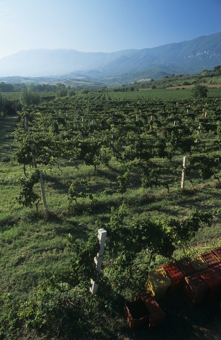 Filomusi Guelfi vineyards near Tocca da Casauria, Abruzzo, Italy