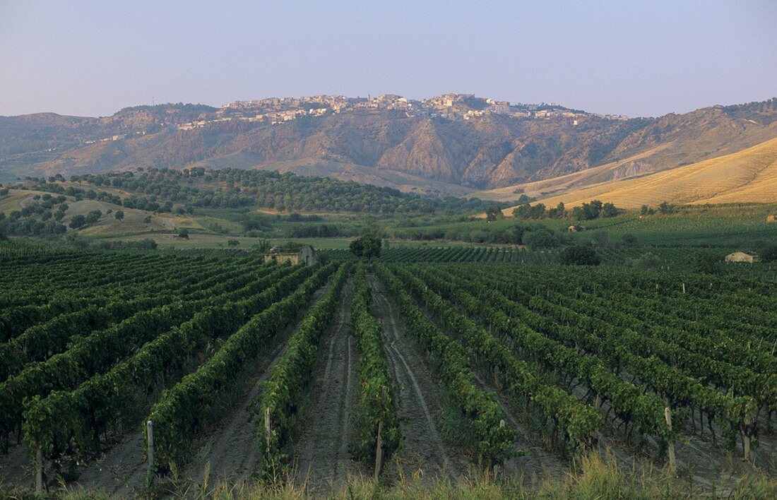 Reblagen des Weingutes Librandi, Weinbaugebiet Cirò, Kalabrien, Italien