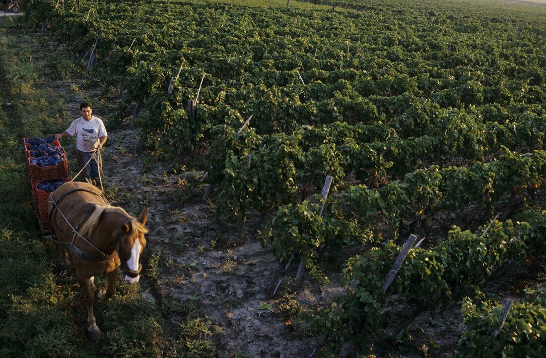 Grape-picking with horse & cart, Cirò wine region, Calabria, Italy