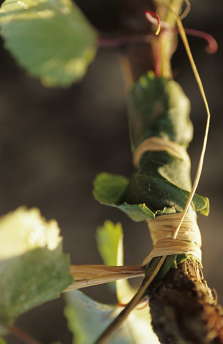 Vine bound with raffia, Librandi, Cirò, Calabria, Italy