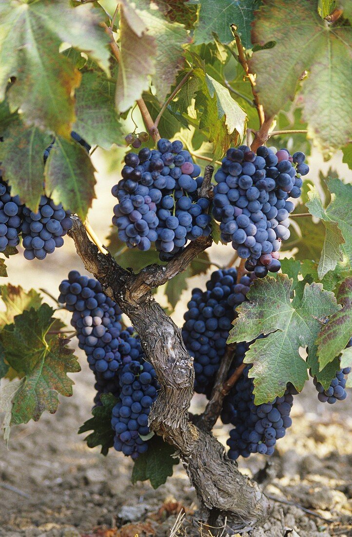 Primitivo grapes trained in albarello, Apulia, Italy