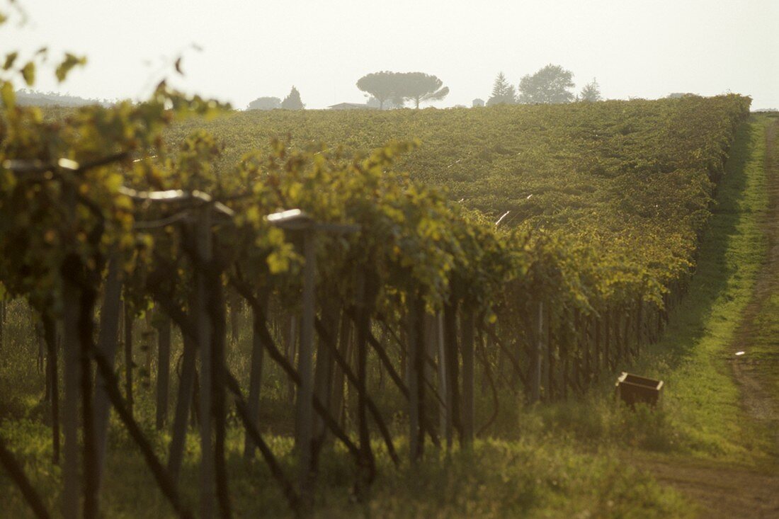 Pergola-trained vines, Colli Etruschi Viterbesi DOC, Lazio, Italy