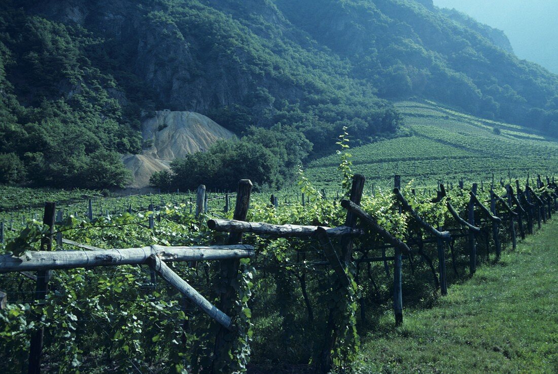 Reblagen für Sauvignon Blanc, Terlan, Südtirol, Italien