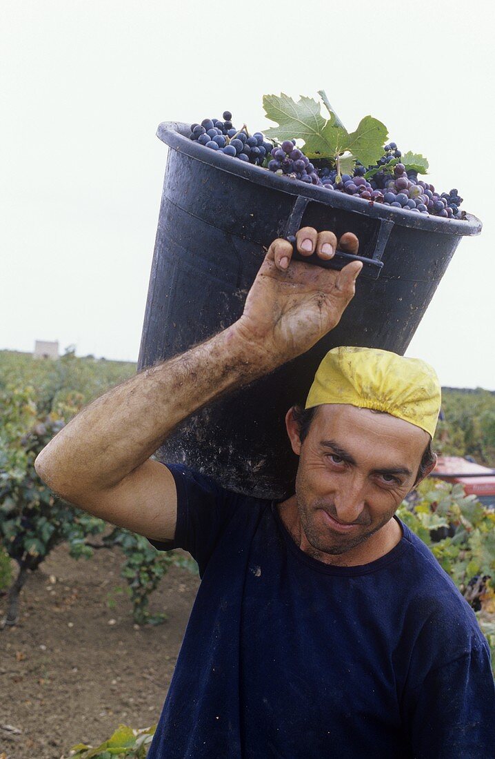 Primitivo-Ernte, Accademia dei Racemi, Manduria, Apulien, Italien