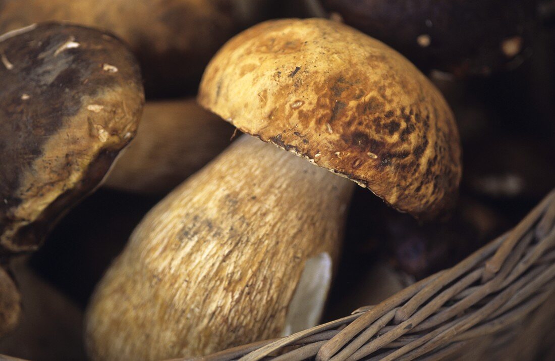 Steinpilze im Korb, Italien