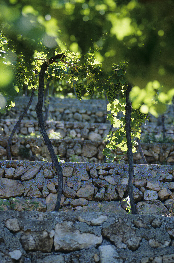 Vines growing on terraces, Monte Olmi, Tedeschi, Piedmont, Italy