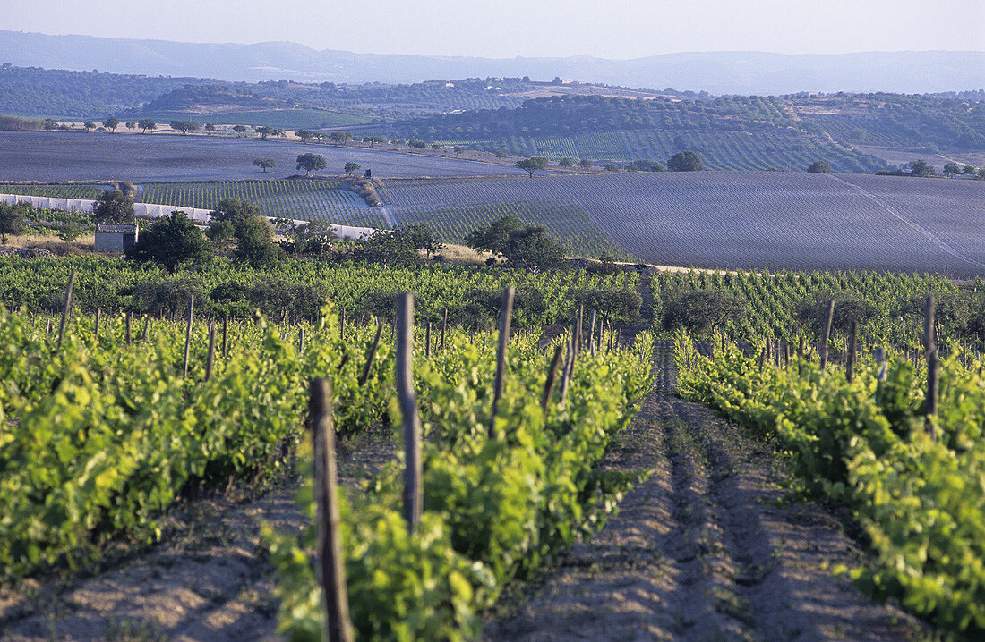 Pachino wine region, original home of Nero d'Avola, Sicily, Italy