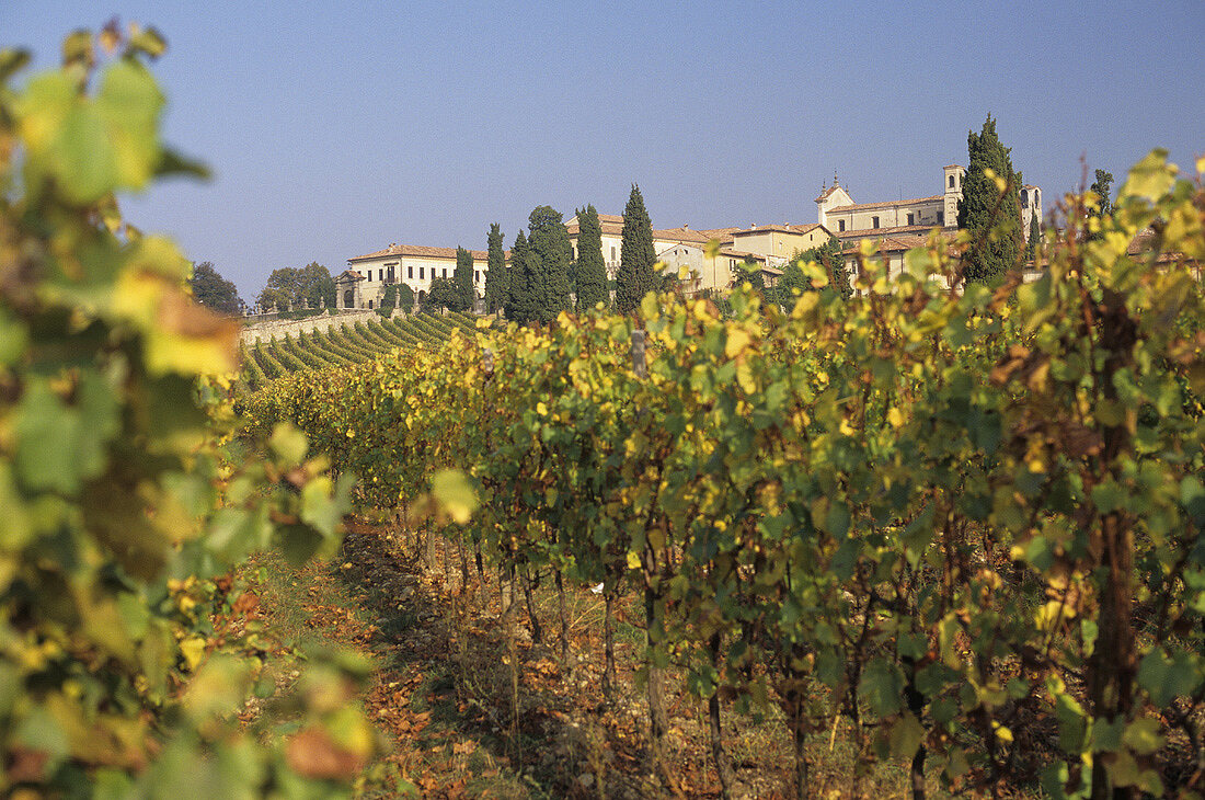 Vineyards near Bardolino on Lake Garda, Veneto, Italy
