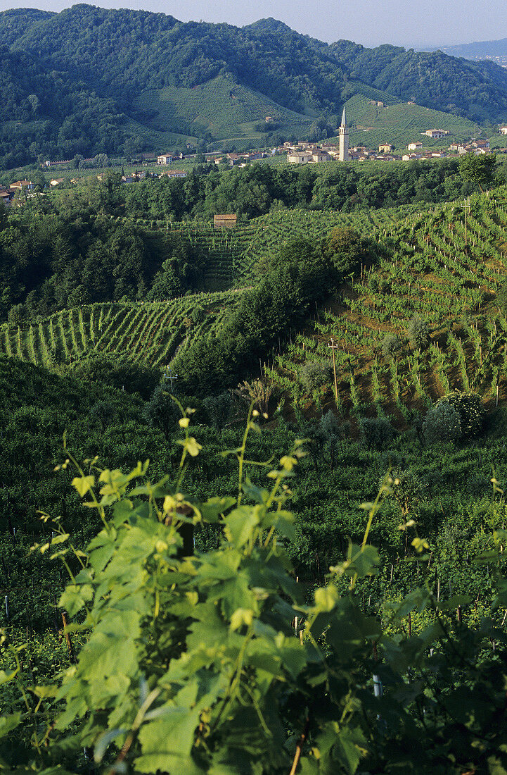 Santo Stefano vineyards in Valdobbiadene, Veneto, Italy