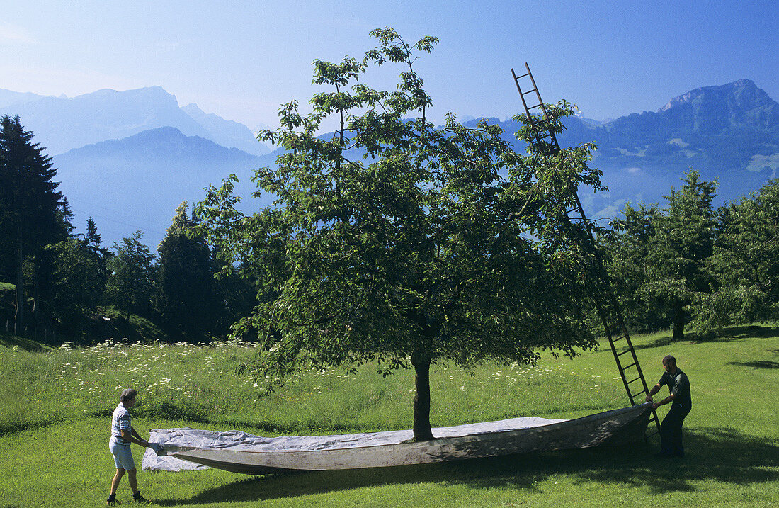 Kirschenernte in Steinerberg, Schwyz, Schweiz