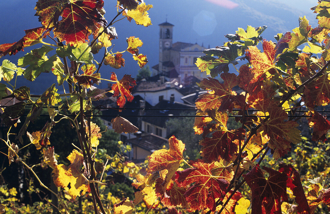 Blick durch Herbstlaub auf Castelrotto, Tessin, Schweiz