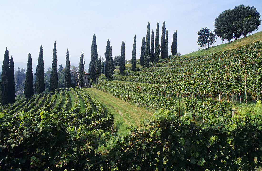 Colli degli Ulivi vineyard, Coldrerio, Mendrisio, Ticino, Switzerland
