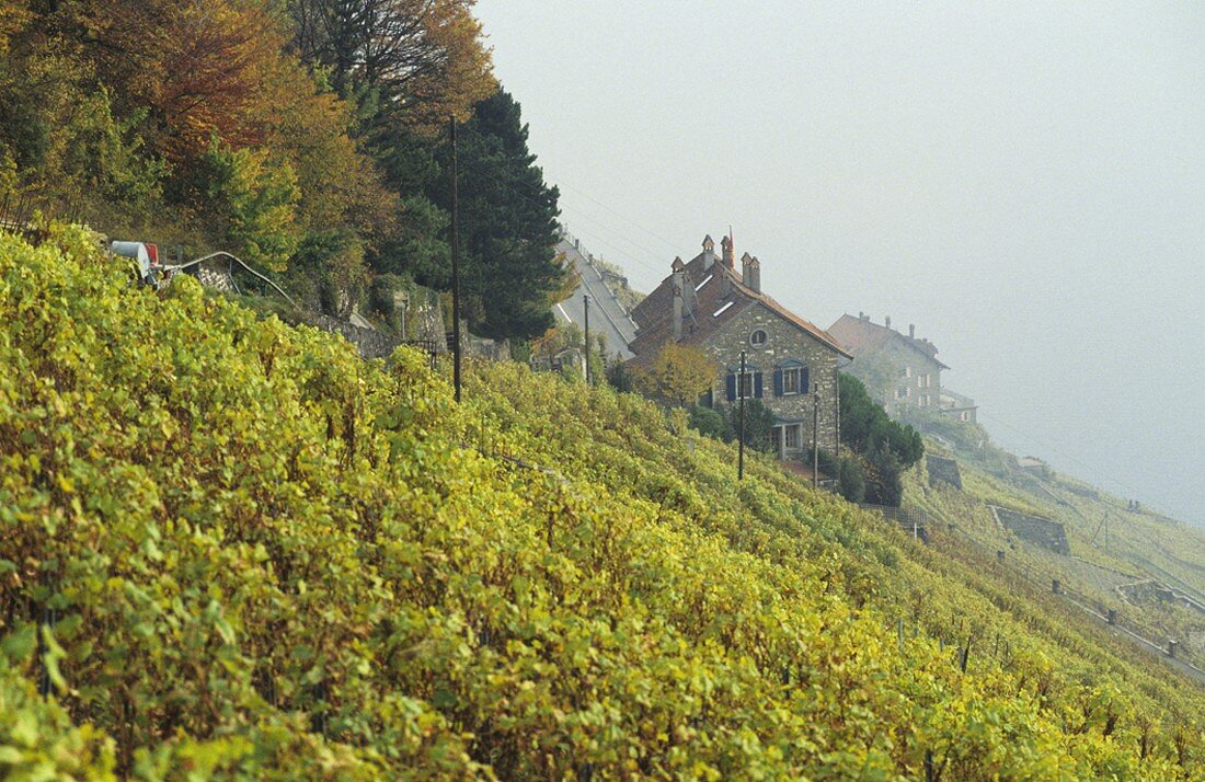 Rebberge der Lage Dézaley in der Weinregion Lavaux, Waadt, Schweiz