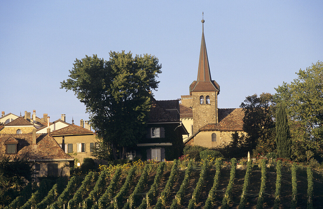 Wine village of Fechy, La Côte, Lake Geneva, Vaud, Switzerland