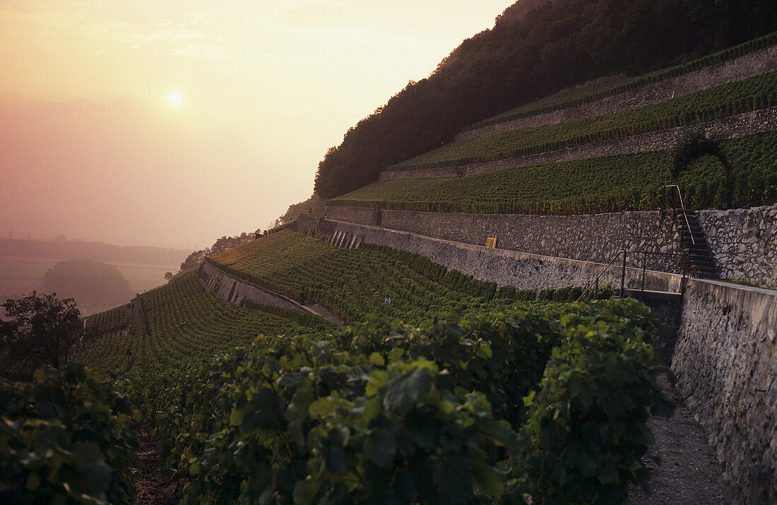 Rebberg Clos du Rocher, Weinhaus Obrist, Yvorne, Waadt, Schweiz
