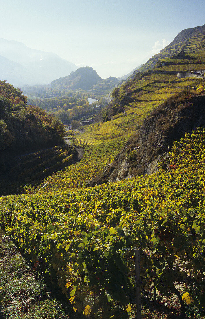 Rebberge von Uvrier, Wallis, Schweiz