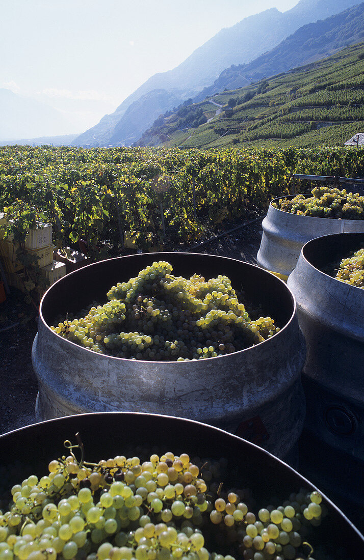 Weinernte von Chasselas Trauben in Vétroz, Wallis, Schweiz