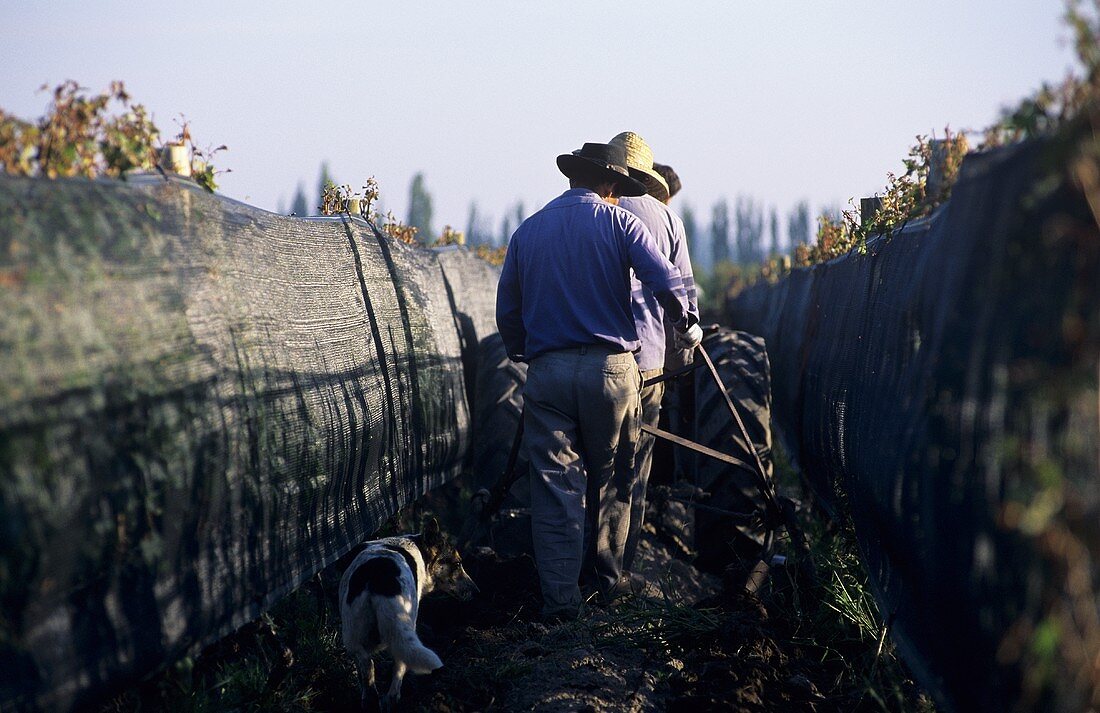 Tilling the soil between rows of vines, Mendoza, Argentina