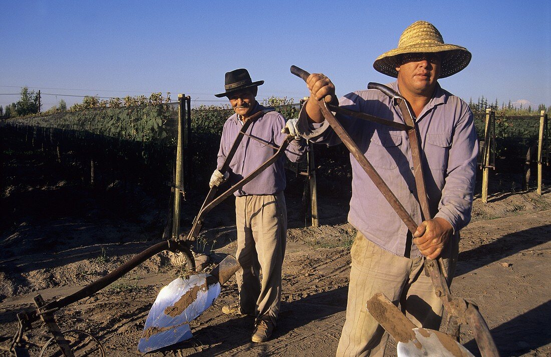 Männer mit Pflügen für die Bodenbearbeitung, Mendoza, Argentinien