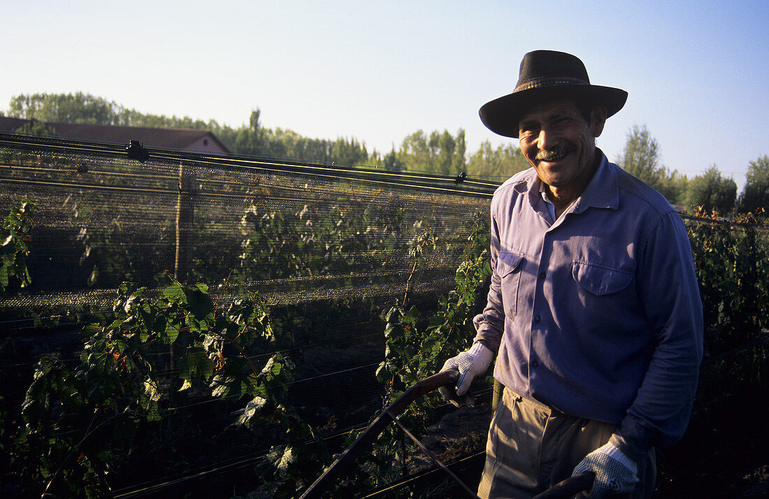 Tilling the soil between rows of vines, Mendoza, Argentina