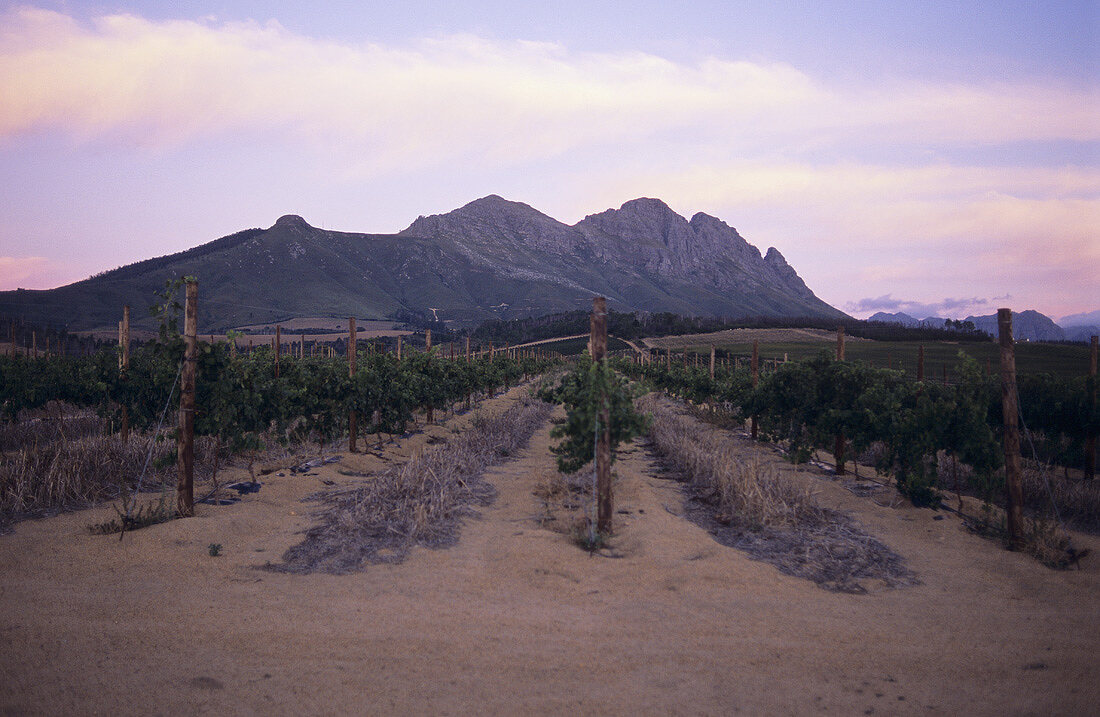 Rebberge des Weingutes Uitkyk, Stellenbosch, Südafrika