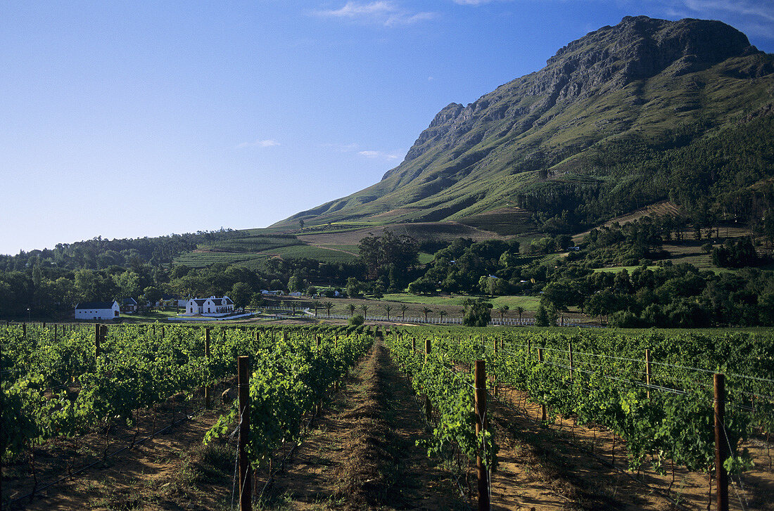 Rebberge vor den Helderberg Mountains, Stellenbosch, Südafrika