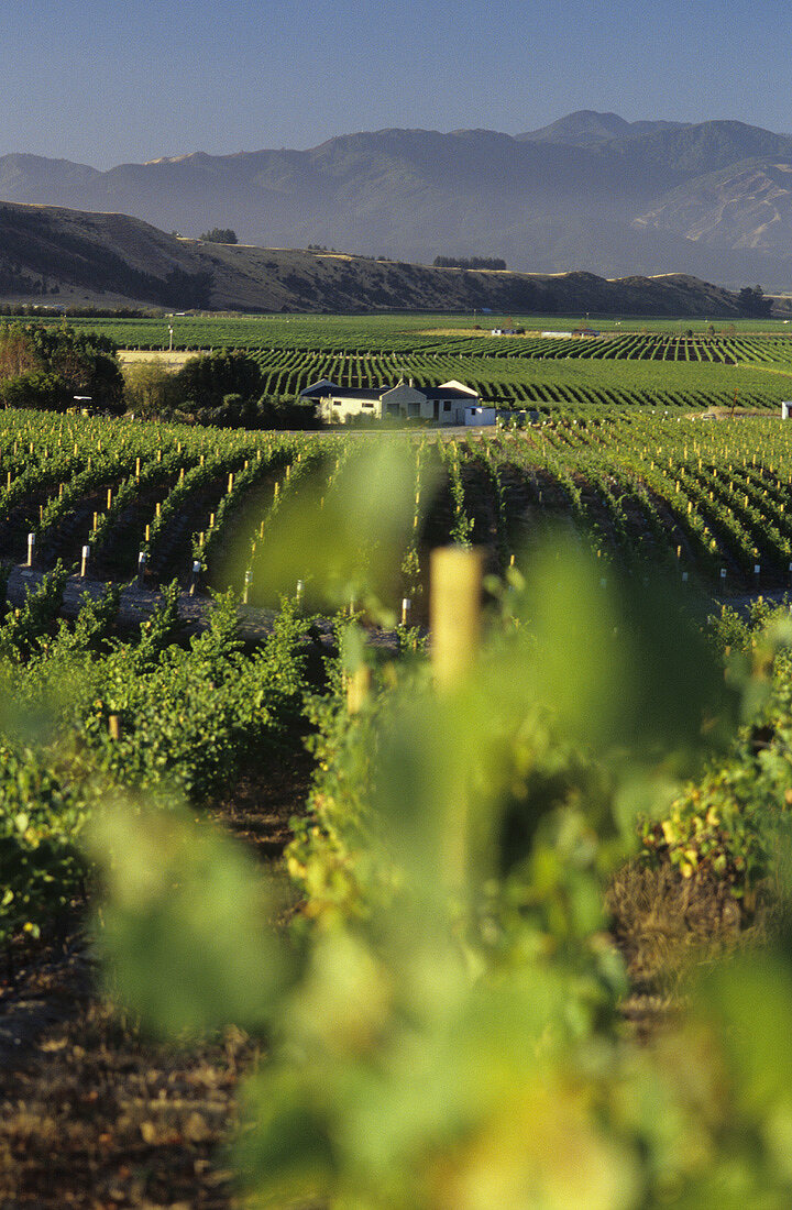 Rebberge Fromm Winery, Blenheim, Marlbourough, Neuseeland